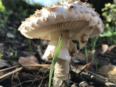 Saproamanita vittadinii