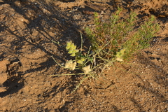 Astragalus lehmannianus