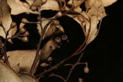 Eucalyptus moluccana