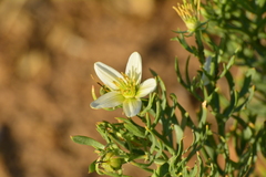 Peganum harmala