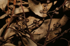 Eucalyptus moluccana