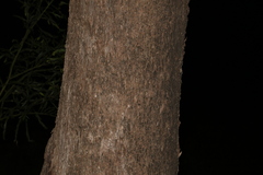 Eucalyptus moluccana