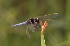 Crocothemis nigrifrons