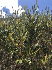 Olea