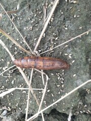 Sphingidae