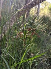 Schoenus brevifolius