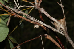 Doratifera vulnerans