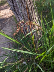 Schoenus brevifolius