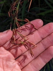 Schoenus brevifolius