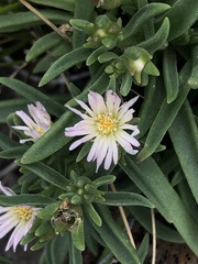 Delosperma herbeum
