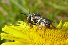 Epeolus