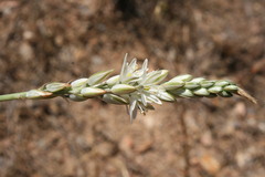 Ornithogalum hispidum