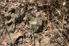 Ornithogalum hispidum