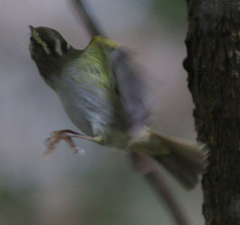 Phylloscopus claudiae