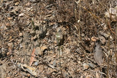Ornithogalum hispidum