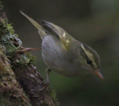Phylloscopus claudiae