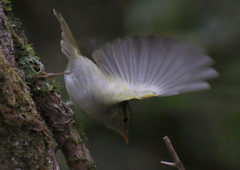 Phylloscopus claudiae