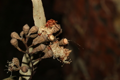 Corymbia citriodora