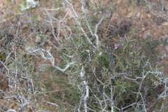 Muraltia spinosa