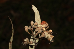 Corymbia citriodora