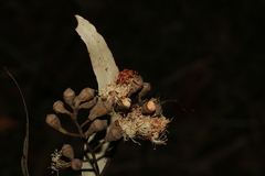 Corymbia citriodora