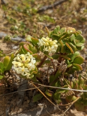 Stackhousia spathulata