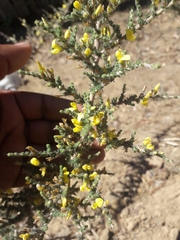Osteospermum spinosum