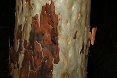 Corymbia citriodora