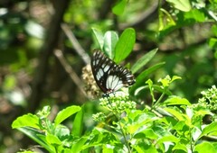 Graphium philonoe