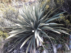 Aciphylla