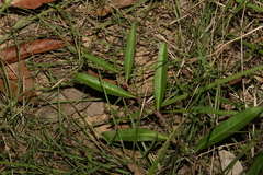 Eremophila debilis