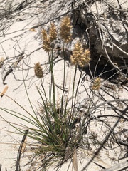 Geochloa