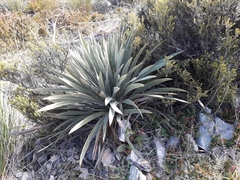 Aciphylla