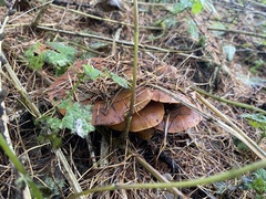 Paralepista flaccida