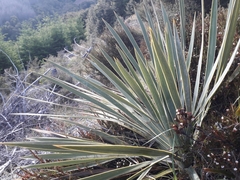 Aciphylla