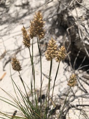 Geochloa