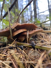 Paralepista flaccida