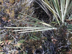 Aciphylla