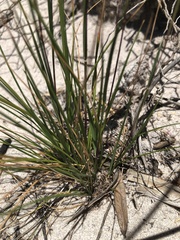 Geochloa