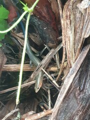 Plestiodon leucostictus