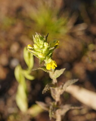 Bellardia viscosa