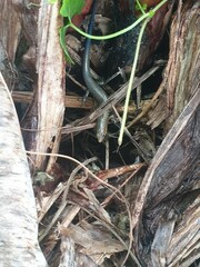 Plestiodon leucostictus