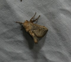 Anaxidia lozogramma