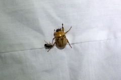 Cyclocephala signaticollis