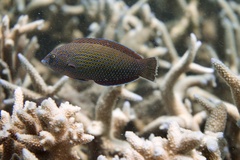 Anampses caeruleopunctatus