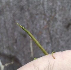 Didymuria violescens