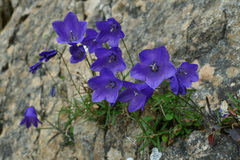 Campanula scheuchzeri