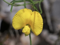 Gompholobium polymorphum
