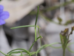 Gompholobium polymorphum