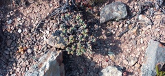 Crassula biplanata